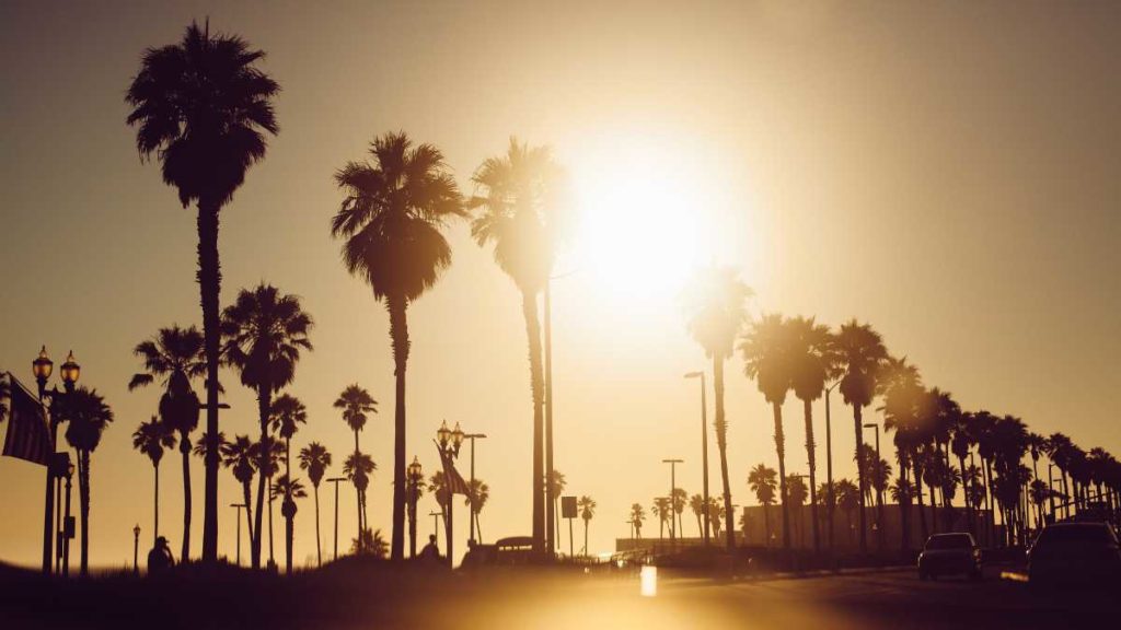 Palm trees on the beach in Central CA